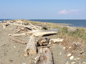 Dungeness Spit