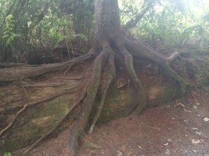 A tree growing on a nurse log