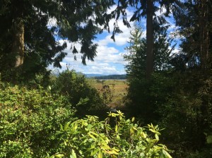 My first view of Mt St Helens