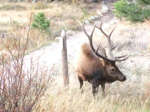 Elk in Rocky Mountain NP