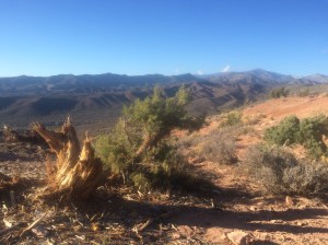 Petrified Forest National Park