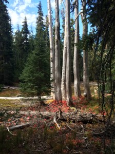 McKenzie Pass Oregon